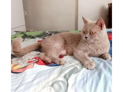 4 yaşında british shorthair dişi kısır kediler