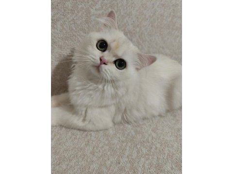 British longhair