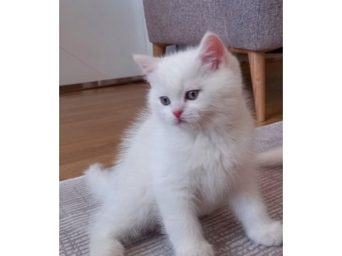 British longhair erkek yavrum