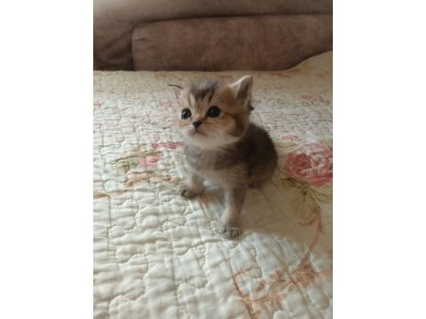 Safkan çok şirin bebek british shorthair yavrularımız