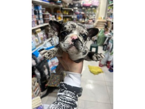 French bulldog yavrularımız yeni ailesini arıyor