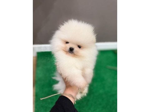Pomeranian boo garantili yavrular