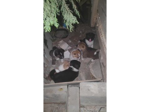 Akita yavruları sahnede