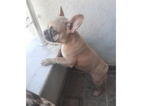 Aşılı fluffy ve isabella taşıyıcı french bulldog kızımız