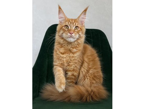 Xxxl kırmızı maine coon erkek
