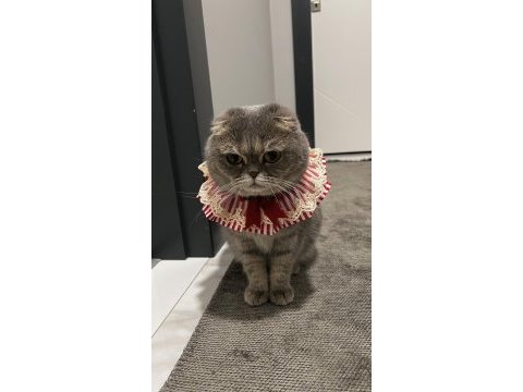 Scottish fold sağlık sebeplerinden dolayı sahiplendiriyorum