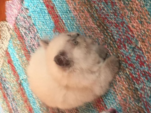 British longhair blue point