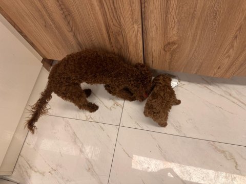 En koyu rengi red brown poodle