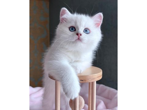 Dünya güzeli silver british shorthair ns1133