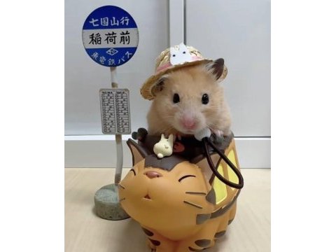 Aynı gün adrese teslim hamster yavru ve setleri