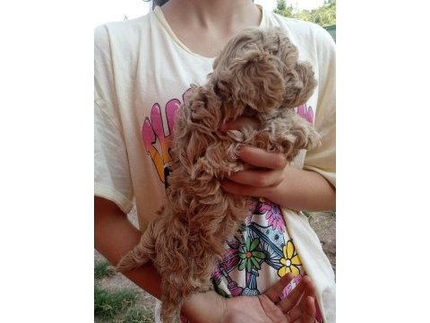 Poodle gibi sevimli maltipoo bebeklerimiz