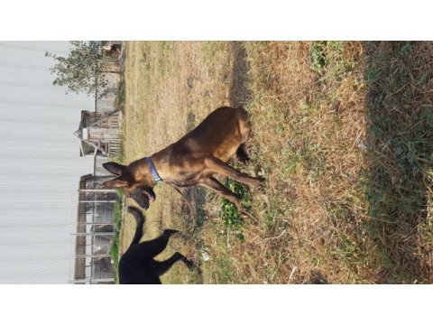 Dişi malinois