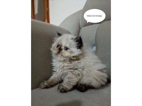 İran persian - himalaya safkan sıfır burun mavi göz
