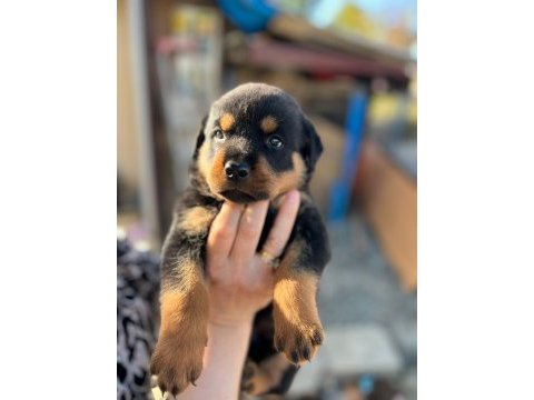 Rottweiler yavruları
