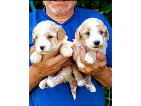 Muhteşem maltipoo yavruları