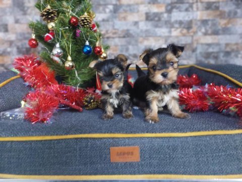 Mikro tea cup yorkshire terrier yavrumuz