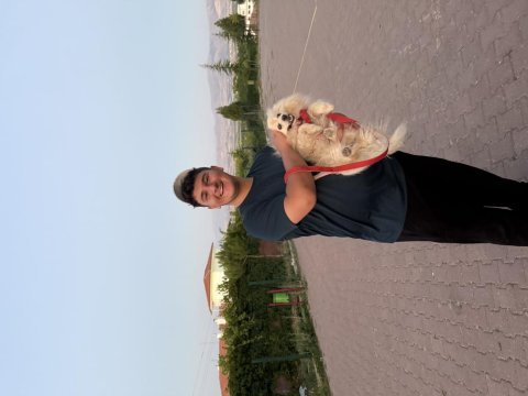 Pomeranian köpeğimiz 1.5 yaşında