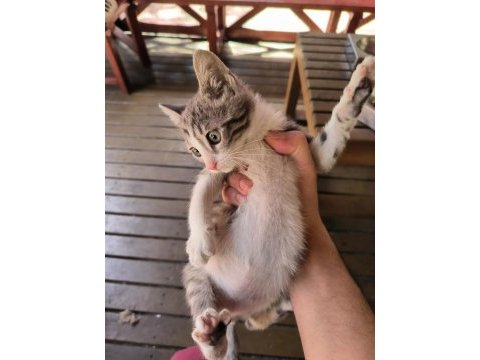 Veteriner kliniği ücretsiz kedi sahiplendirme