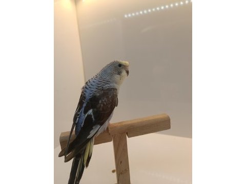 Yavru karakanat muhabbet kuşlar