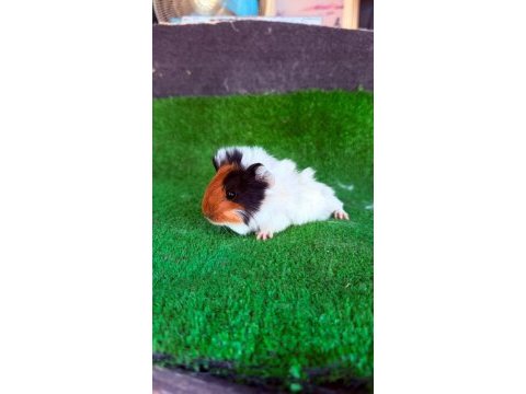 Ginepiglerimiz 1 aylık