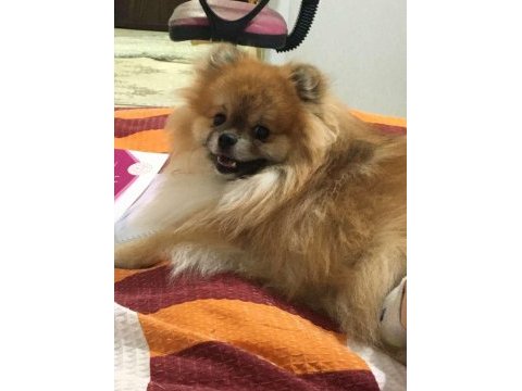 13 aylık pomeranian