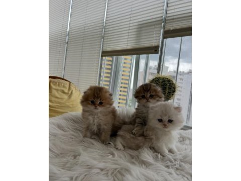 Scottish fold longhair (golden & silver)
