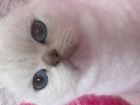 İzmir güzeli british shorthair merida adı 1 kez doğum yaptı