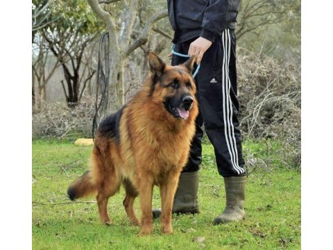 A şecereli alman kurdu yavruları