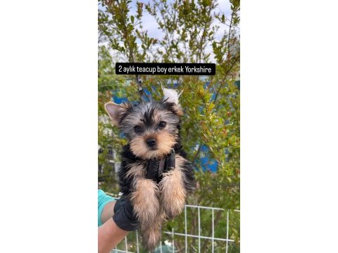 2 aylık teacup boy yorkshire terrier