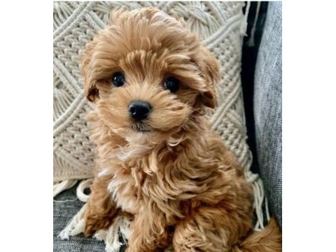 Maltipoo yavrularımız sizleri bekliyor