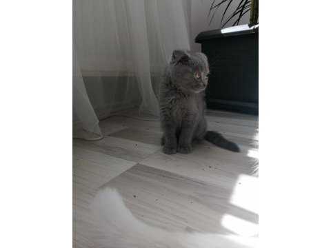British shorthair bebekler