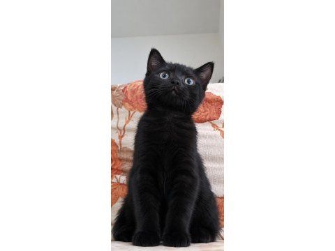 British shothair silver tabby cocolate
