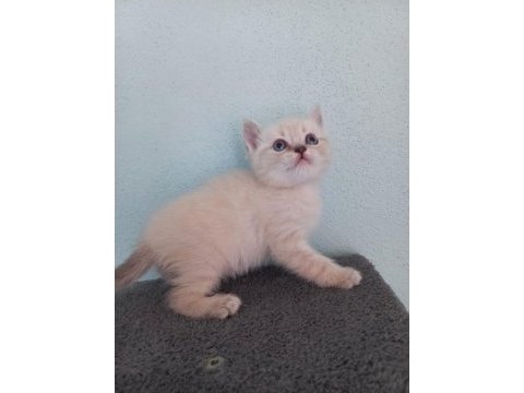 British shorthair kardeşler