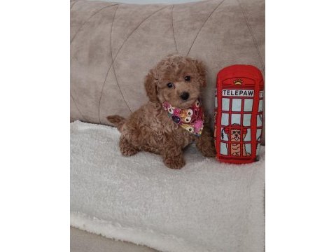 Red toy poodle dişi