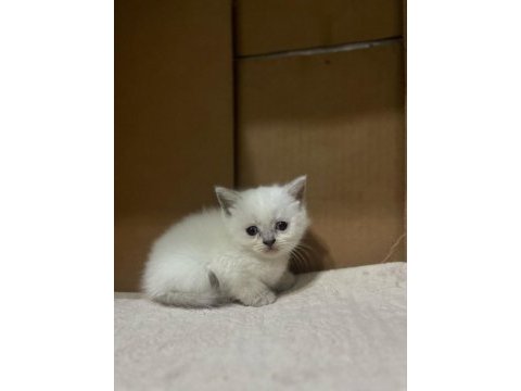 Oyuncu safkan sağlıklı british shorthair yavrular