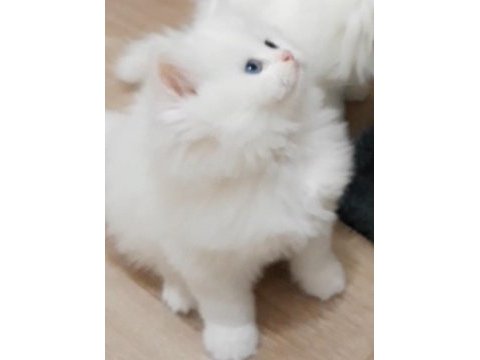 British longhair ve scottish fold kedisi