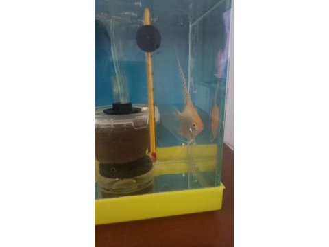 Eş yumurta çizmiş silver melek balığı