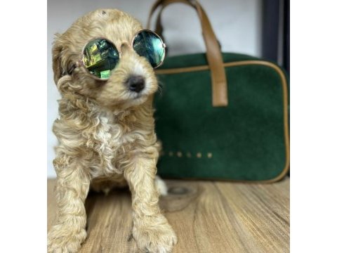 White terrier bebekler tatlımı tatlı