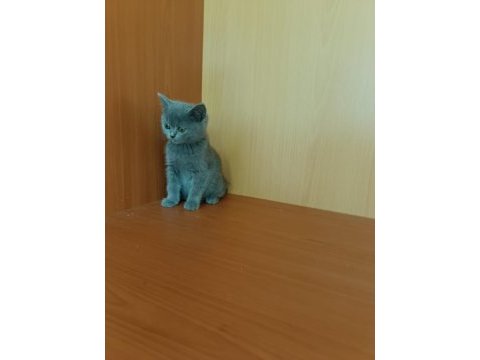 British shorthair lilac ve gri