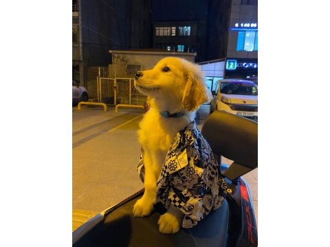 Son erkek yavru golden retriever