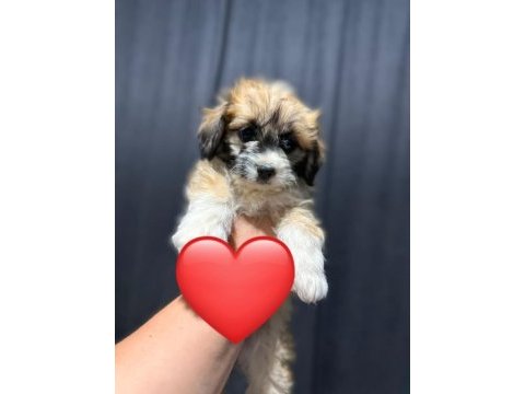 Maltipoo yavrum 55 günlük