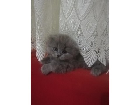 British longhair yavrularım hazırlar