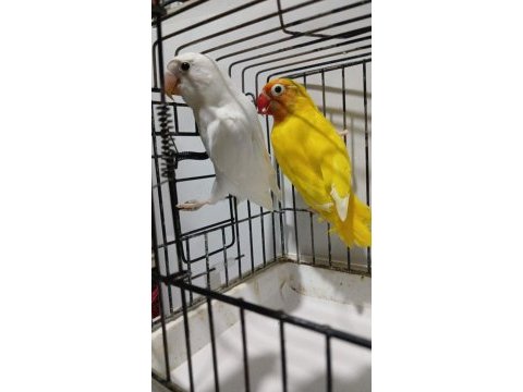Lutino albino takım papağanlar