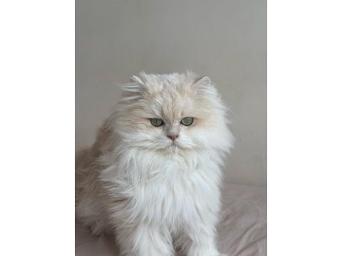 British shorthair golden dişi yavrular