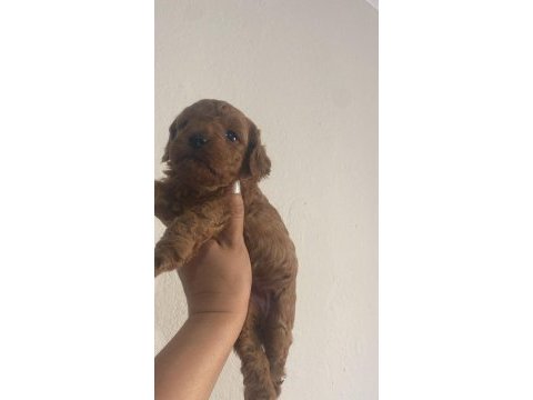 Toy poodle dişi ve erkek