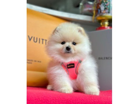 Sevimli pomeranian boo yavrularımız