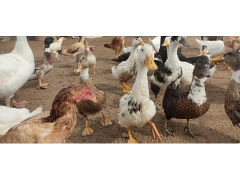 Pekin, muscovy, amerikan, melez, yaban ördek