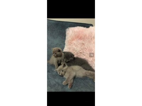 Sevimli ve oyuncu minikler scottish fold