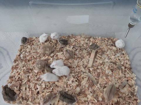 Çok tatlı yavru ve yetişkin gonzales hamsterler