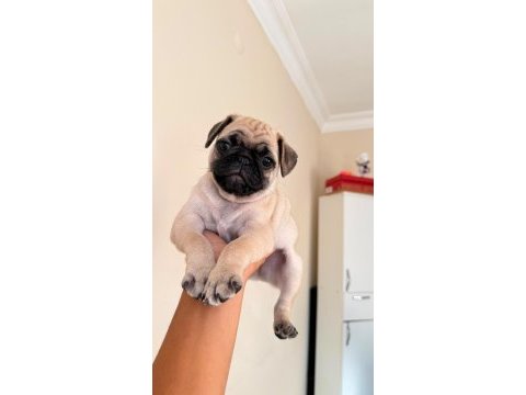 2 aylık yavru pug orijinal erkek